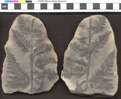 Small image of specimen