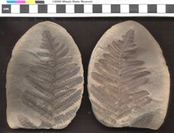 Small image of specimen
