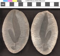 Small image of specimen