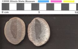 Small image of specimen