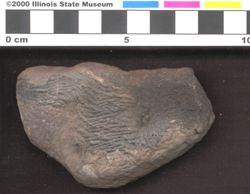 Small image of specimen