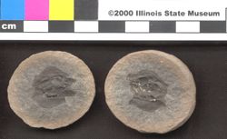 Small image of specimen