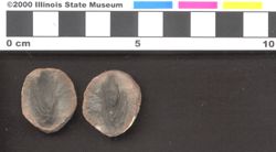 Small image of specimen