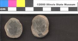 Small image of specimen
