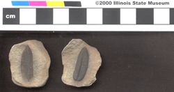 Small image of specimen