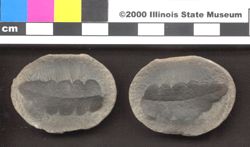 Small image of specimen