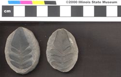 Small image of specimen