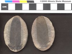 Small image of specimen
