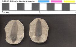 Small image of specimen