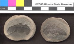 Small image of specimen