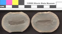 Small image of specimen