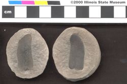 Small image of specimen