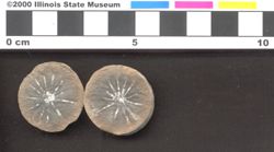 Small image of specimen