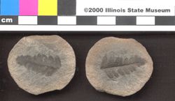 Small image of specimen