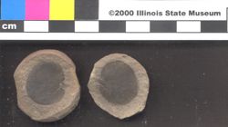 Small image of specimen