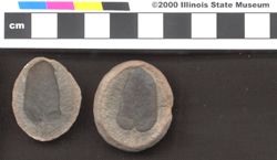 Small image of specimen