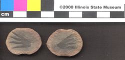 Small image of specimen