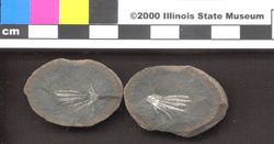 Small image of specimen