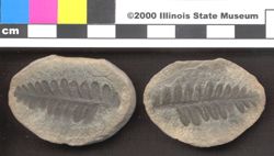 Small image of specimen