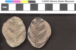 Small image of specimen