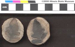 Small image of specimen