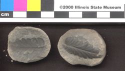 Small image of specimen