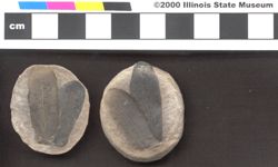 Small image of specimen