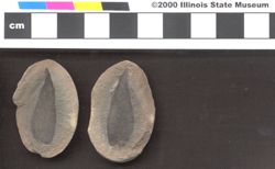 Small image of specimen