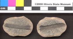 Small image of specimen