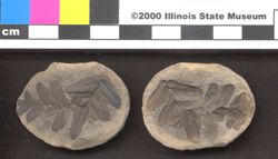 Small image of specimen