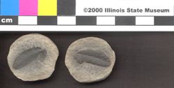 Small image of specimen
