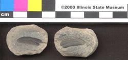 Small image of specimen