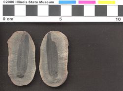 Small image of specimen