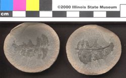 Small image of specimen