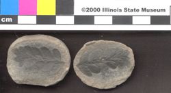 Small image of specimen