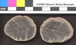 Small image of specimen