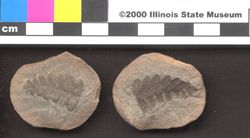 Small image of specimen