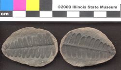 Small image of specimen
