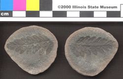 Small image of specimen