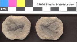 Small image of specimen