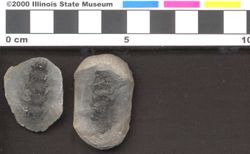 Small image of specimen