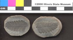 Small image of specimen