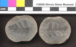 Small image of specimen