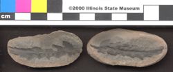 Small image of specimen