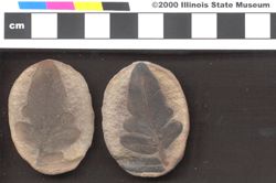 Small image of specimen