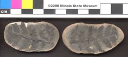 Small image of specimen
