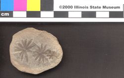 Small image of specimen