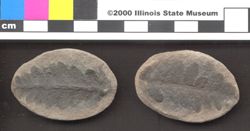 Small image of specimen
