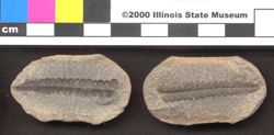 Small image of specimen