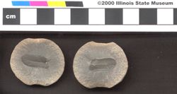 Small image of specimen